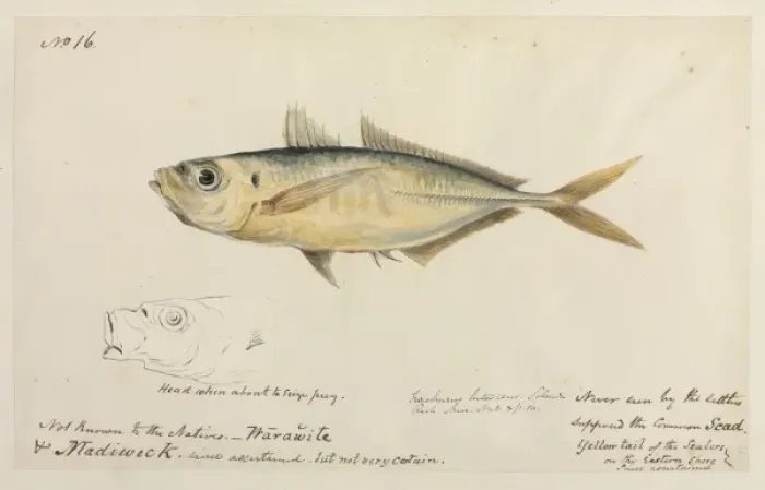 Framed Print : Trachurus trachurus, common scad Framed Print : Trachurus trachurus, common scad