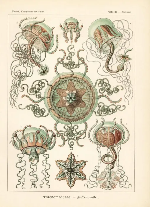 Framed Print : Trachymedusae jellyfish: Geryonia proboscidalis