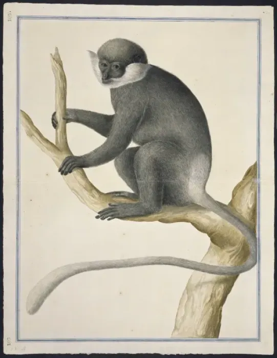 Framed Print : Trachypithecus vetulus, purple-faced leaf monkey Framed Print : Trachypithecus vetulus, purple-faced leaf monkey