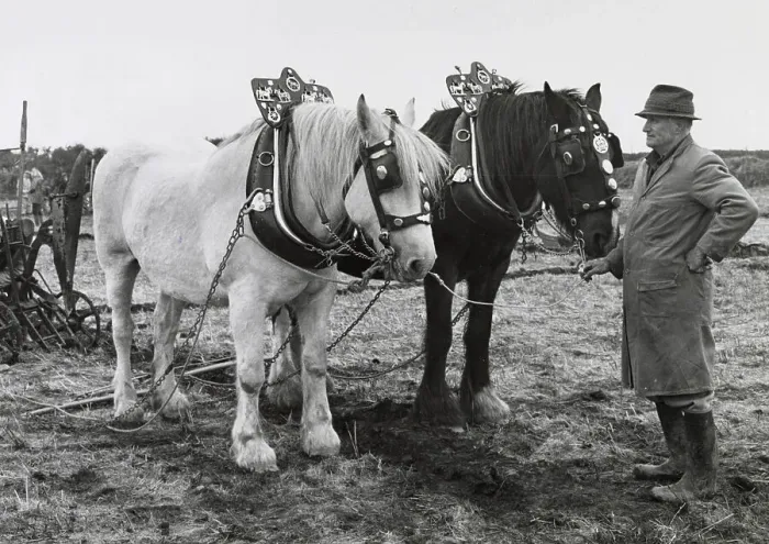Framed Print : Traditional ploughing with two shire horses, West Country Date: circa 1960s Framed Print : Traditional ploughing with two shire horses, West Country Date: circa 1960s