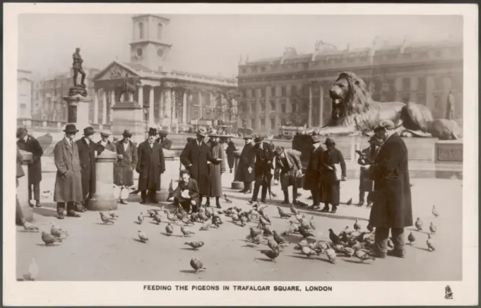 Framed Print : Trafalgar Sq / Pigeons Framed Print : Trafalgar Sq / Pigeons