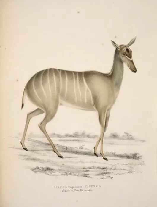 Framed Print : Tragelaphus strepsiceros, greater kudu Framed Print : Tragelaphus strepsiceros, greater kudu