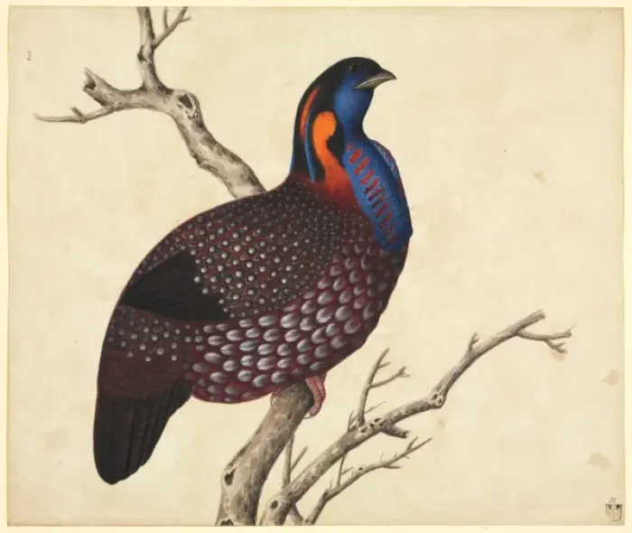 Framed Print : Tragopan temminckii, Temmincks tragopan Framed Print : Tragopan temminckii, Temmincks tragopan