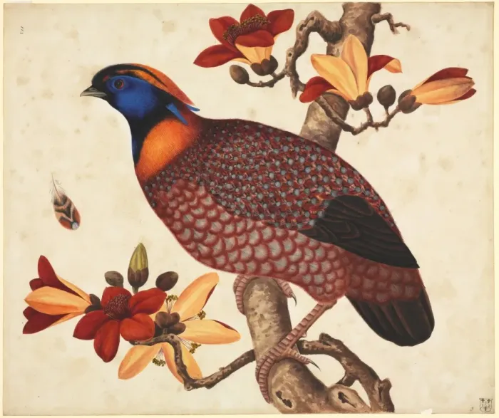 Framed Print : Tragopan temminckii, Temmincks tragopan Framed Print : Tragopan temminckii, Temmincks tragopan
