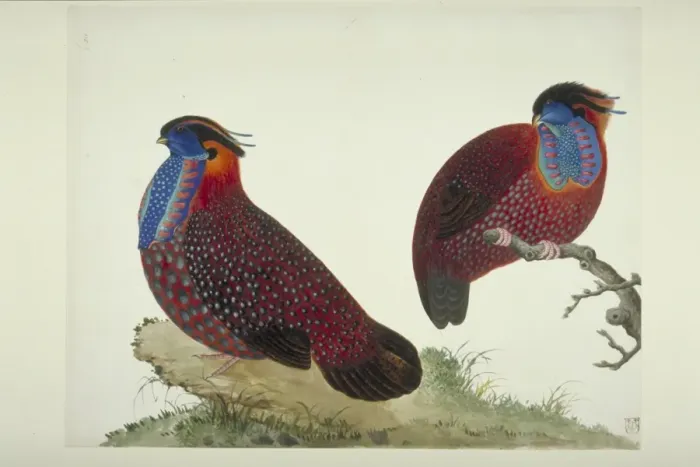 Framed Print : Tragopan temminckii, Temmincks tragopan Framed Print : Tragopan temminckii, Temmincks tragopan