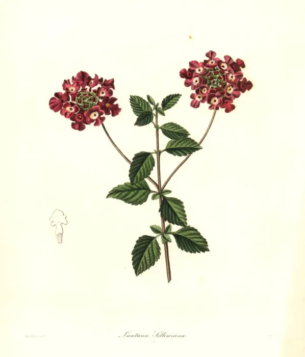 Framed Print : Trailing lantana, Lantana montevidensis Framed Print : Trailing lantana, Lantana montevidensis