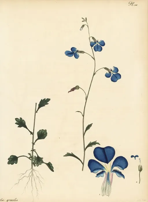 Framed Print : Trailing lobelia, Lobelia andrewsii Framed Print : Trailing lobelia, Lobelia andrewsii