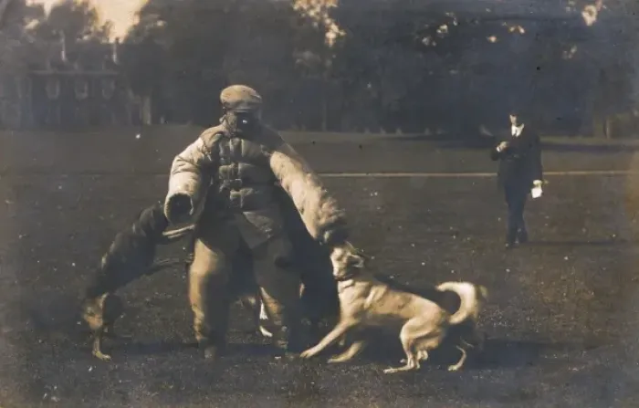 Framed Print : Training Dog to Attack Framed Print : Training Dog to Attack