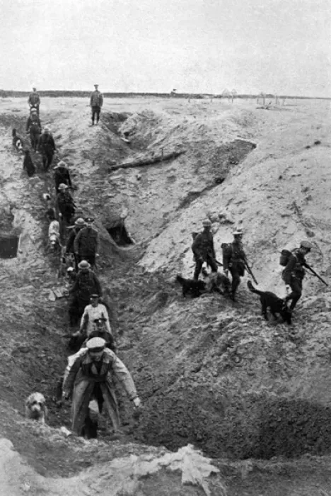 Framed Print : Training dogs at the British War Dog School, WW1 Framed Print : Training dogs at the British War Dog School, WW1