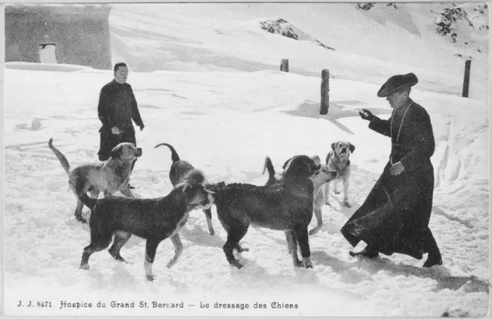 Framed Print : Training St Bernards Framed Print : Training St Bernards