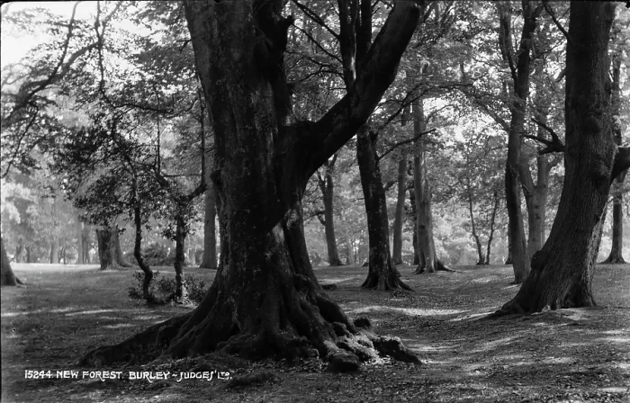 Framed Print : Tranquil Forest Scene Framed Print : Tranquil Forest Scene