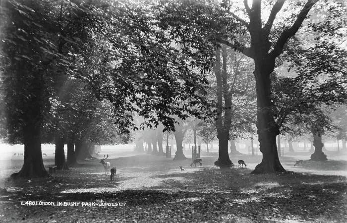 Framed Print : Tranquil Morning in Bushy Park Framed Print : Tranquil Morning in Bushy Park