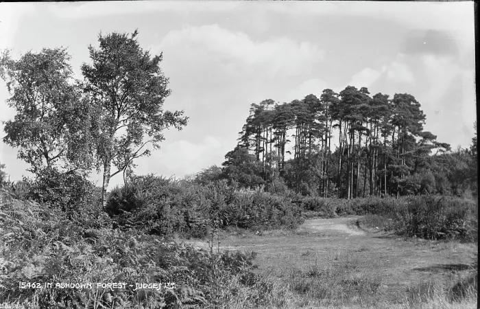 Framed Print : Tranquil Scene in Ashdown Forest Framed Print : Tranquil Scene in Ashdown Forest