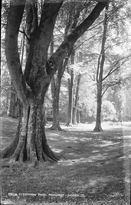 Framed Print : Tranquil Scene in Cowdray Park Framed Print : Tranquil Scene in Cowdray Park