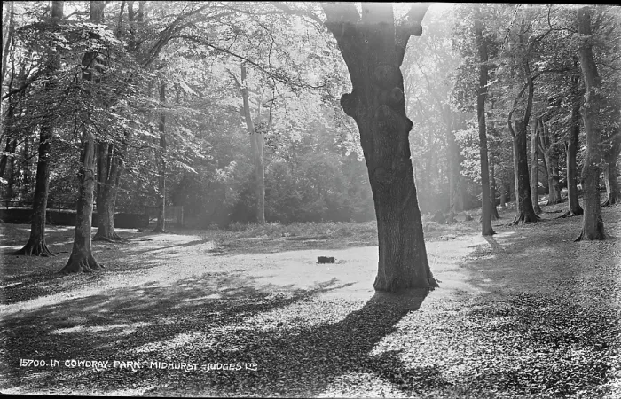 Framed Print : Tranquil Scene in Cowdray Park Framed Print : Tranquil Scene in Cowdray Park