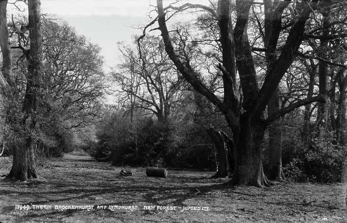 Framed Print : Tranquil Scene in the New Forest Framed Print : Tranquil Scene in the New Forest
