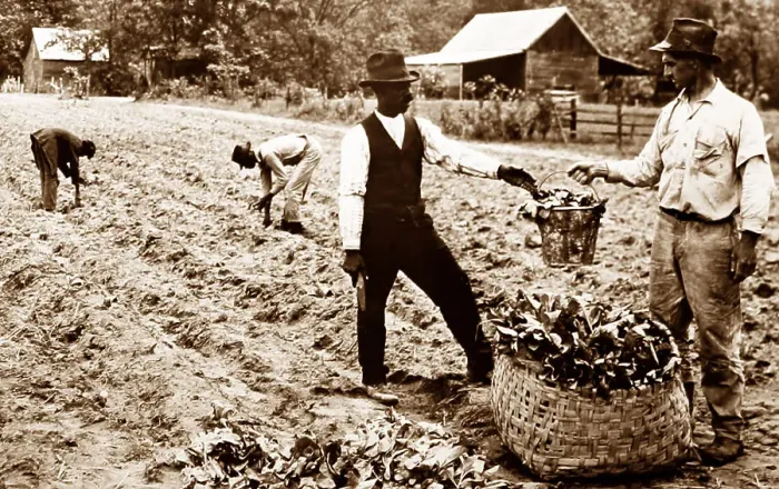 Framed Print : Transplanting tobacco plants at a plantation, Virginia, USA Framed Print : Transplanting tobacco plants at a plantation, Virginia, USA