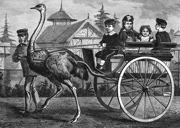Transport  /  By Ostrich
