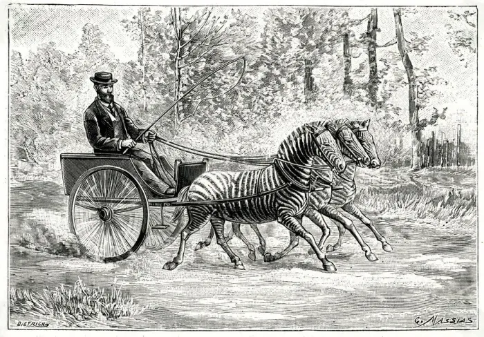 Framed Print : TRANSPORT BY ZEBRA Framed Print : TRANSPORT BY ZEBRA