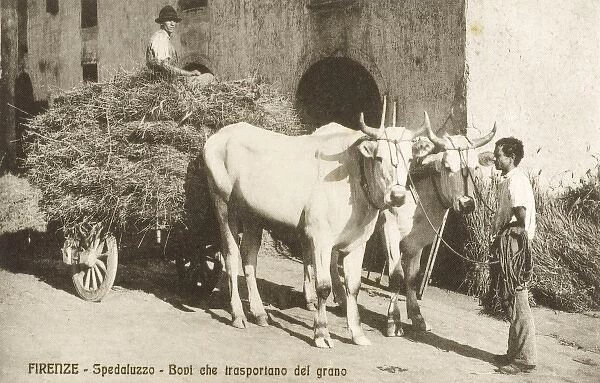 Transporting corn or wheat - Italy