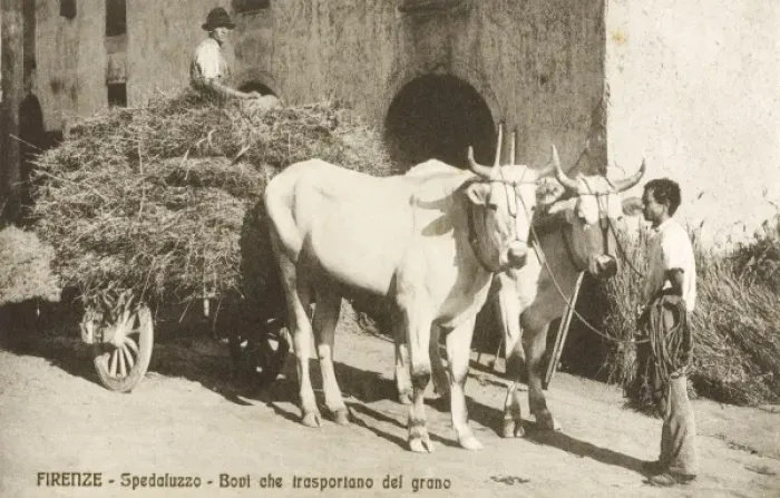 Framed Print : Transporting corn or wheat - Italy Framed Print : Transporting corn or wheat - Italy