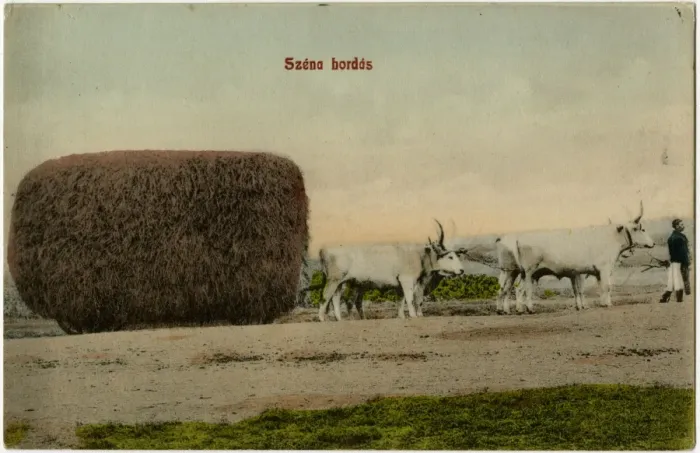 Framed Print : Transporting Hay by ox cart in Hungary Framed Print : Transporting Hay by ox cart in Hungary
