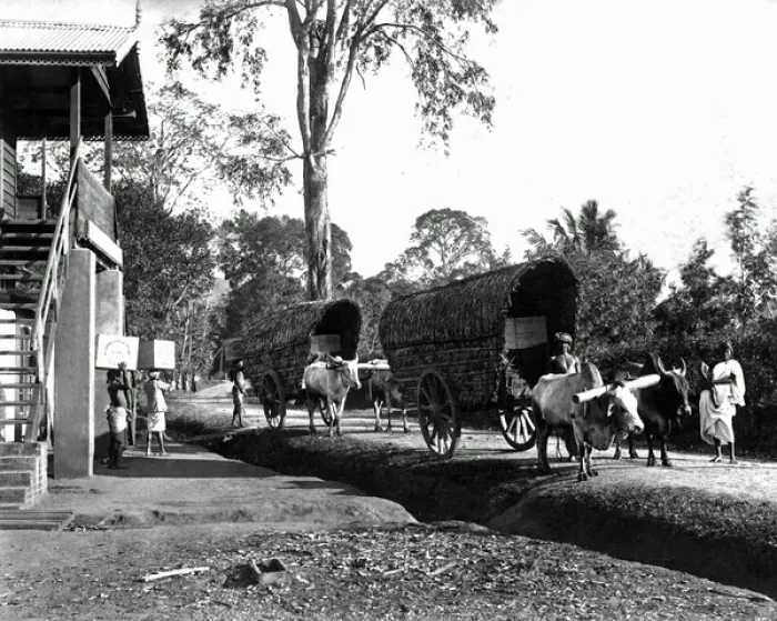 Framed Print : Transporting tea, India Framed Print : Transporting tea, India