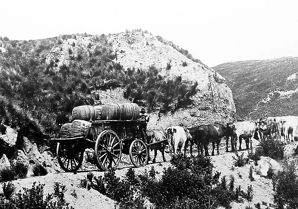 Transporting wool from Sheep Station to the Railway Station