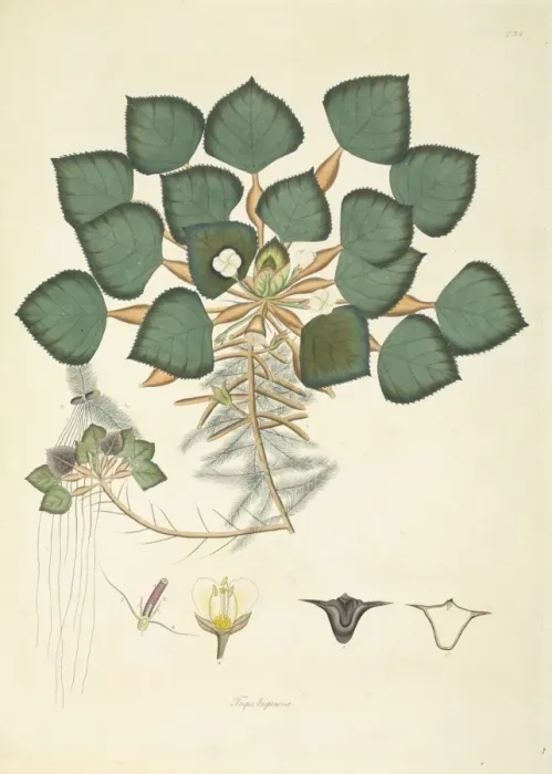 Framed Print : Trapa natans, var. bispinosa Framed Print : Trapa natans, var. bispinosa