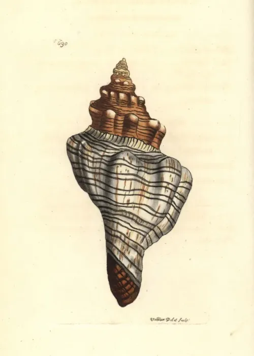 Framed Print : Trapezium horse conch, Pleuroploca trapezium Framed Print : Trapezium horse conch, Pleuroploca trapezium