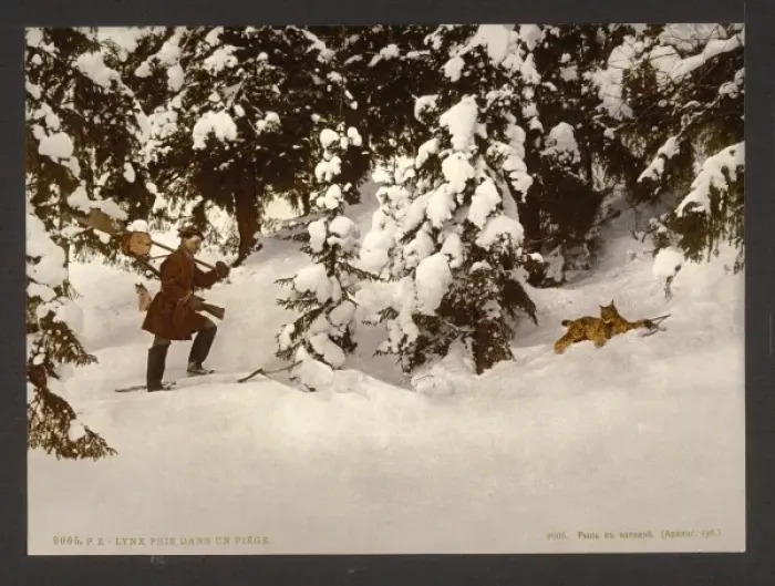 Framed Print : Trapping lynx, Russia Framed Print : Trapping lynx, Russia
