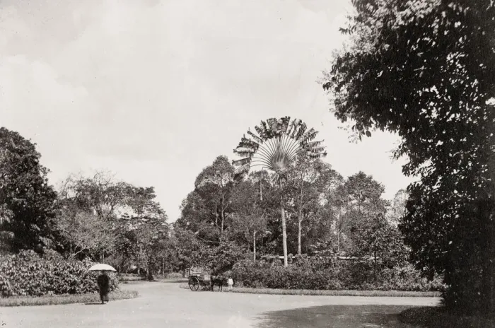 Framed Print : Traveller Palm, Botanic Garden, Saigon, Vietnam Framed Print : Traveller Palm, Botanic Garden, Saigon, Vietnam