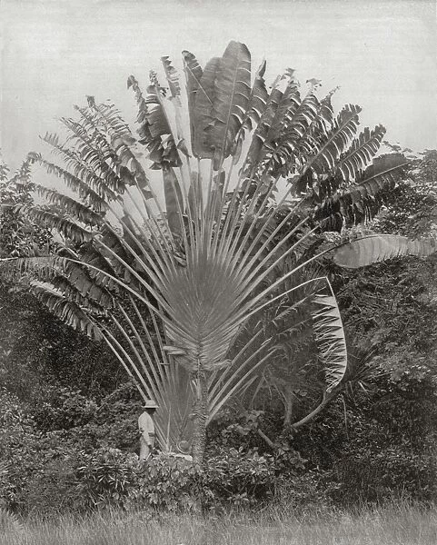 Travellers Palm, Jamaica