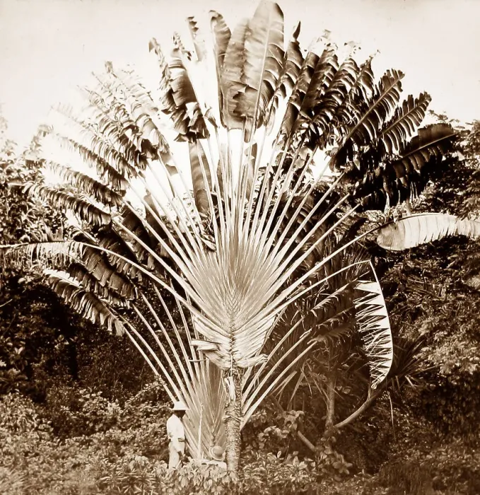 Framed Print : The Travellers Palm, Jamaica Framed Print : The Travellers Palm, Jamaica
