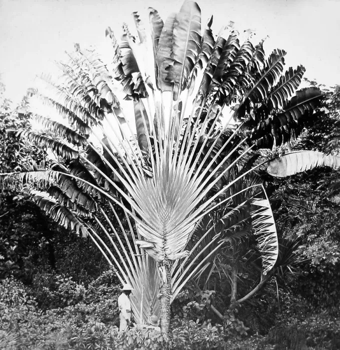 Framed Print : The Traveller's Palm, Jamaica - Victorian period Framed Print : The Traveller's Palm, Jamaica - Victorian period