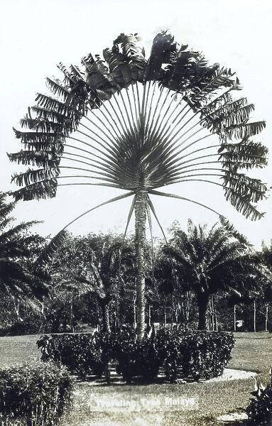 Travellers Palm, Malaysia