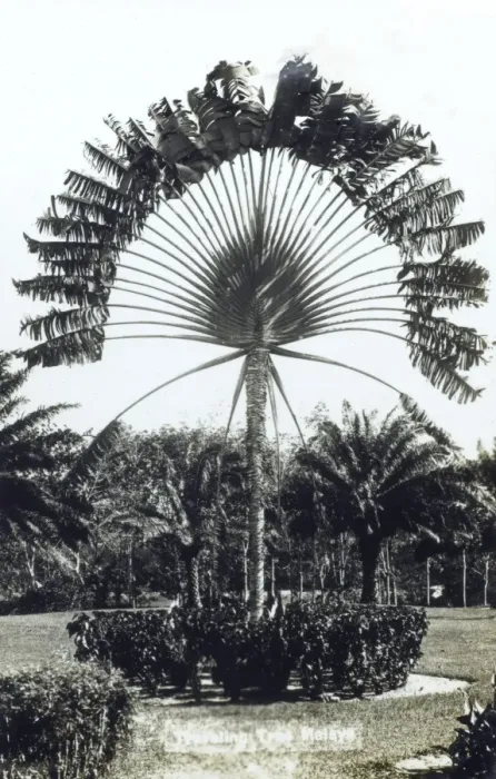 Framed Print : Travellers Palm, Malaysia Framed Print : Travellers Palm, Malaysia