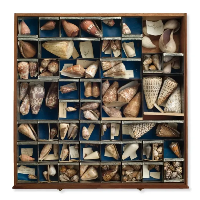Framed Print : Tray of shells Framed Print : Tray of shells