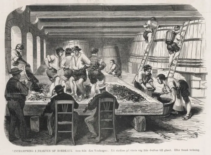 Framed Print : Treading the Grapes Framed Print : Treading the Grapes
