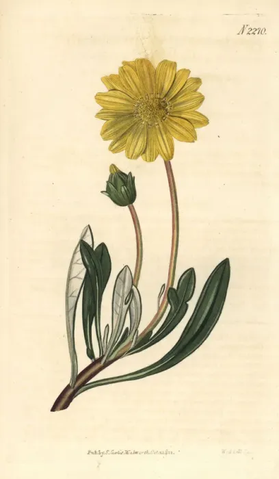 Framed Print : Treasure flower, Gazania rigens Framed Print : Treasure flower, Gazania rigens