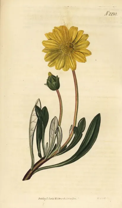 Framed Print : Treasure flower, Gazania rigens Framed Print : Treasure flower, Gazania rigens