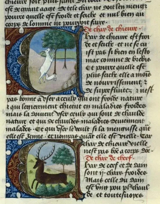 Framed Print : Treatise on Medicine by Aldebrando de Firenze Framed Print : Treatise on Medicine by Aldebrando de Firenze