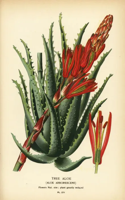 Framed Print : Tree aloe, Aloe arborescens Framed Print : Tree aloe, Aloe arborescens