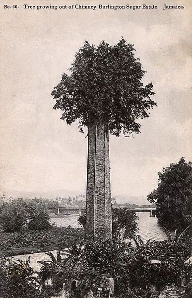 Tree atop a chimney - Burlington Sugar Estate, Jamaica