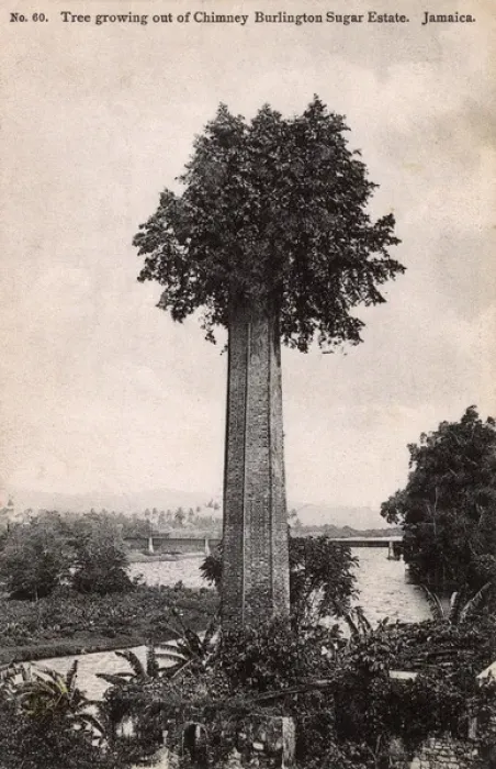 Framed Print : Tree atop a chimney - Burlington Sugar Estate, Jamaica Framed Print : Tree atop a chimney - Burlington Sugar Estate, Jamaica