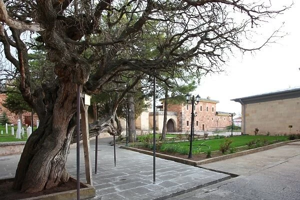 The tree in front of Balim Sultan Tomb