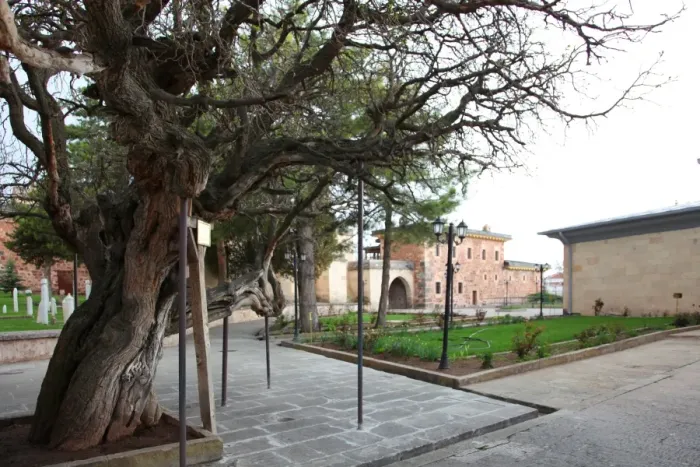 Framed Print : The tree in front of Balim Sultan Tomb