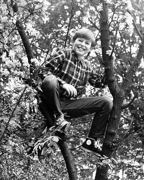 TREE BOY. A little boy up a tree. Date: 1960s