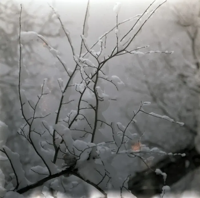 Framed Print : Tree branches covered in snow Framed Print : Tree branches covered in snow