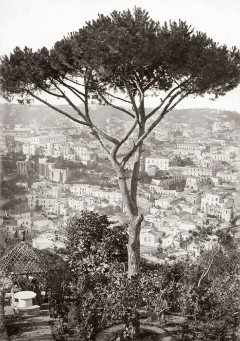Framed Print : Tree and city, Naples, Napoli, Italy. c. 1870 Framed Print : Tree and city, Naples, Napoli, Italy. c. 1870